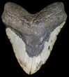 Bargain Megalodon Tooth - North Carolina #41152-1